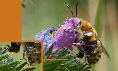 Réf. 189 881 : Anthophora femorata